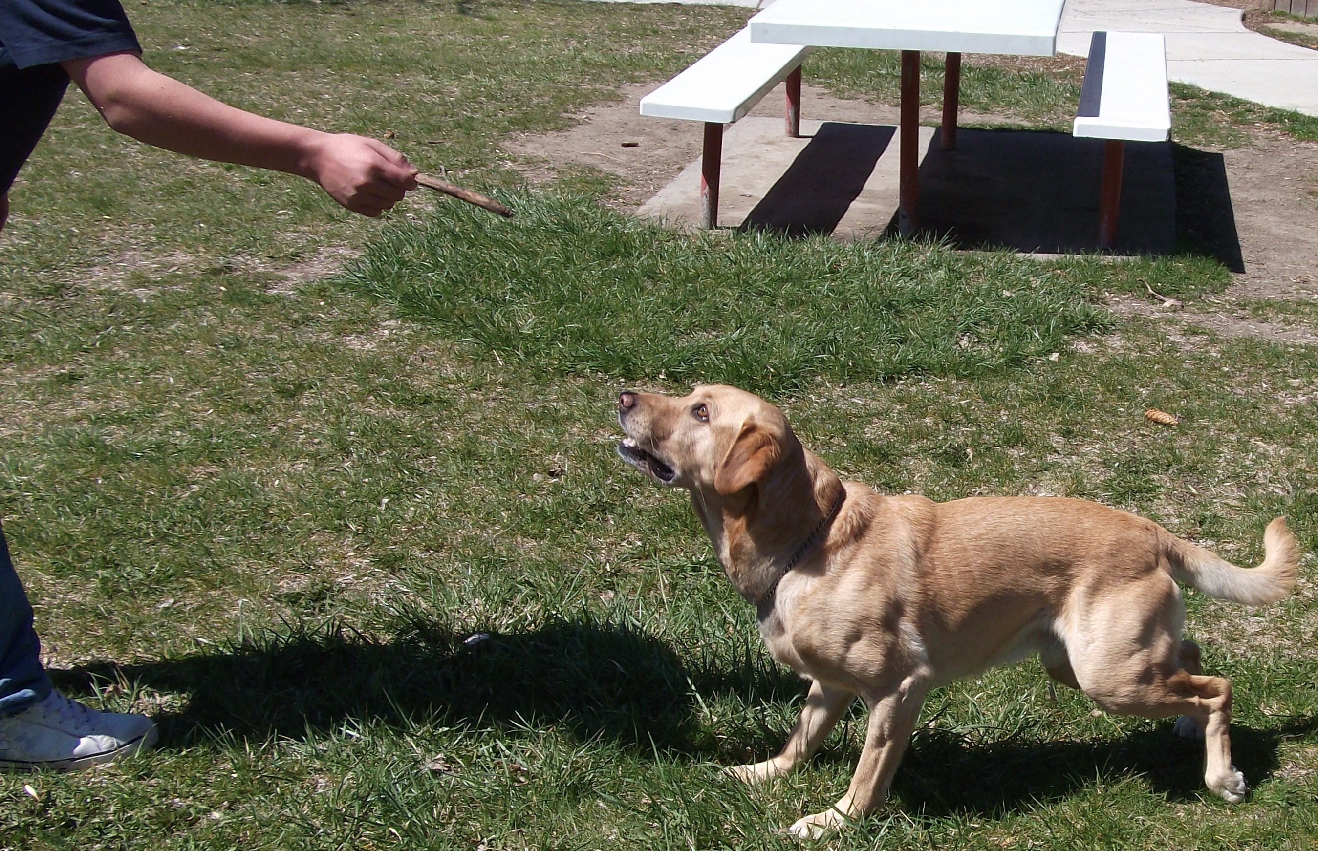 What is a fully grown miniature Lab?