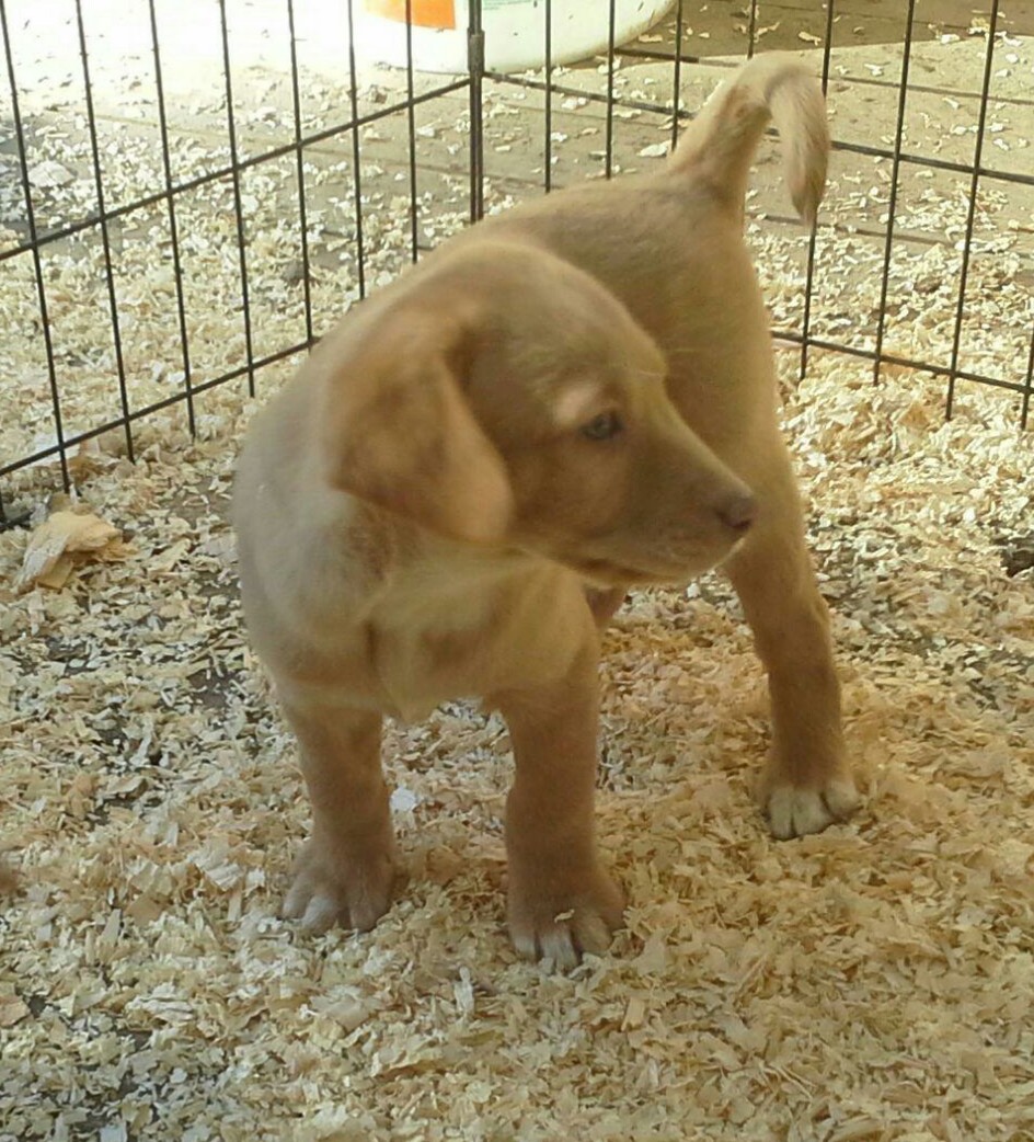 Mini Lab Puppies!