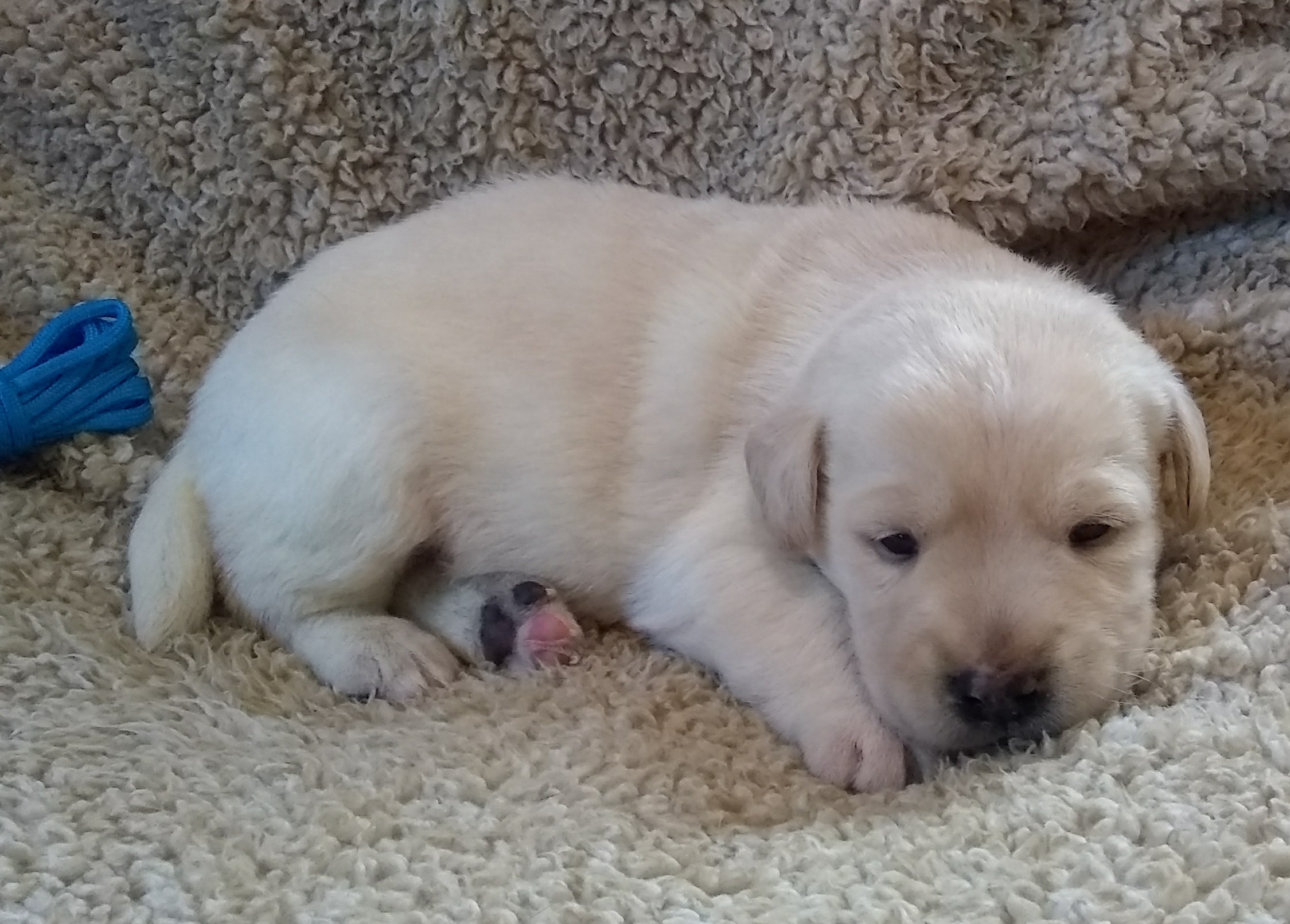 Mini Lab Puppies!