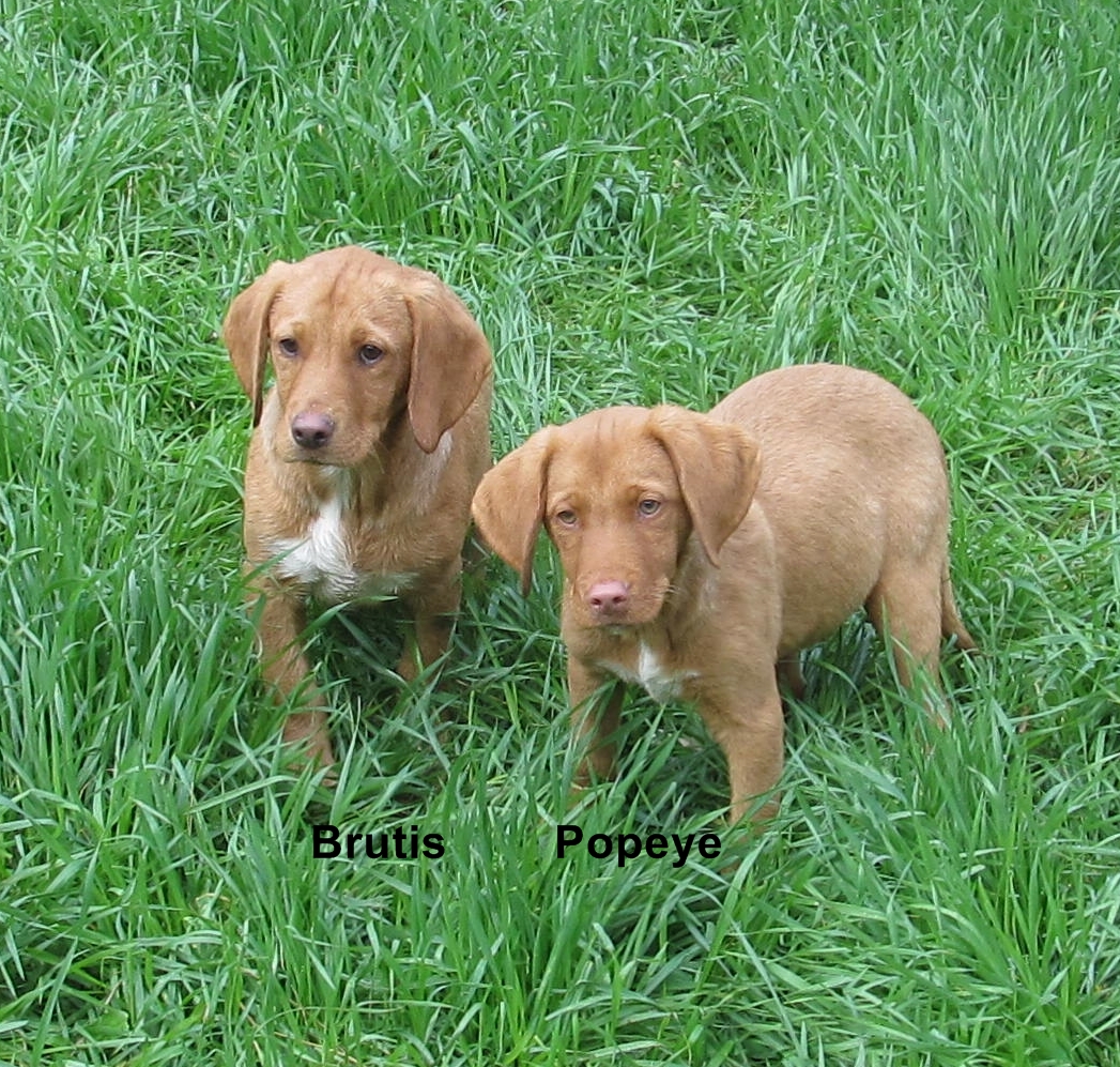 mini lab puppies miniature lab puppies www imgkid the image kid has it mini lab puppies miniature lab puppies www imgkid the image kid has it